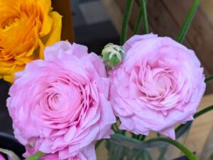 ピンクのラナンキュラス 　２０２６年