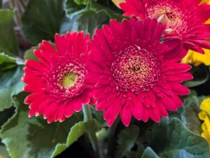 春のガーベラ 濃いピンク