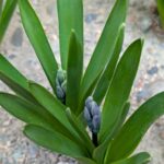 ヒヤシンスのつぼみ１　２０２６年