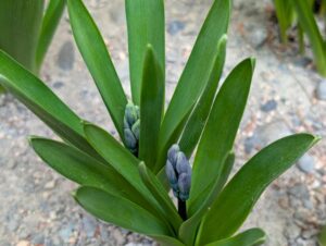 ヒヤシンスのつぼみ1 2026年