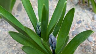 ヒヤシンスのつぼみ１　２０２６年