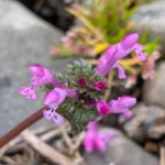 ホトケノザ　２０２６年３月