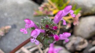 ホトケノザ　２０２６年３月