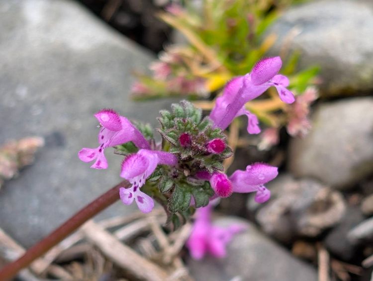 ホトケノザ 2026年3月