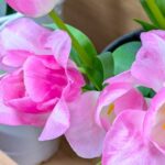 ピンクのチューリップ　２０２６年３月