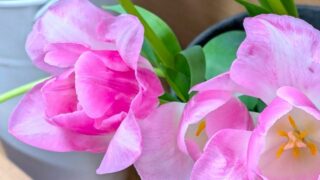 ピンクのチューリップ　２０２６年３月