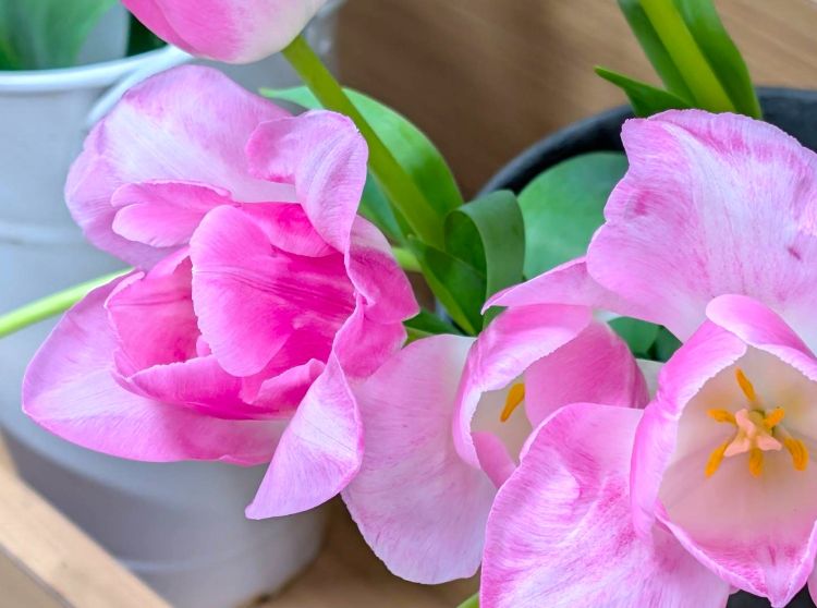 ピンクのチューリップ　２０２６年３月