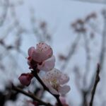 雨降りの中の梅の花