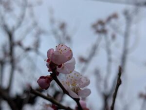 雨降りの中の梅の花
