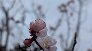 雨降りの中の梅の花