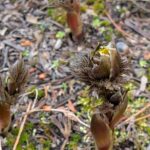 福寿草２０２６年３月初日