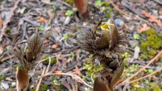 福寿草２０２６年３月初日