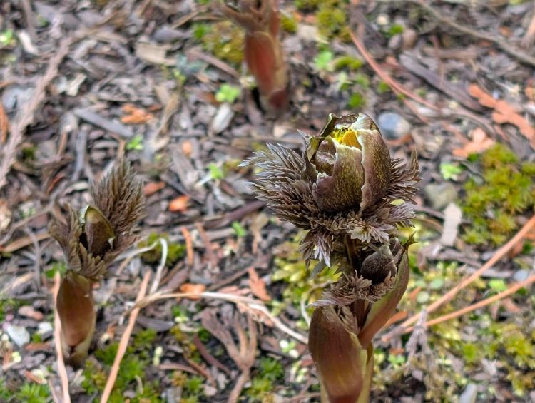 福寿草2026年3月初日
