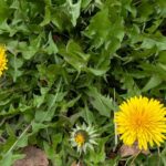 たんぽぽ　２０２６年３月末