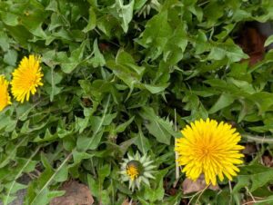 たんぽぽ 2026年3月末