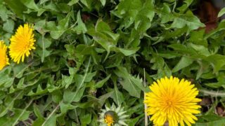 たんぽぽ　２０２６年３月末