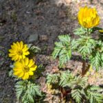 福寿草２０２６年３月下旬