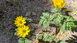 福寿草２０２６年３月下旬