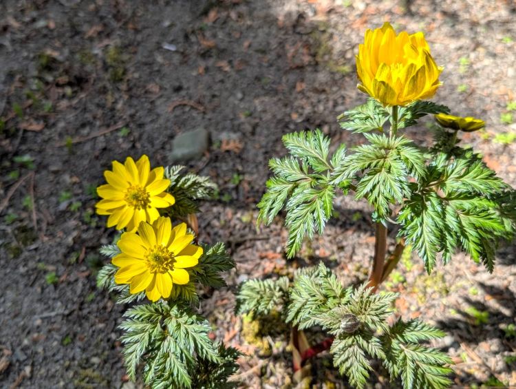 福寿草２０２６年３月下旬