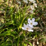 ハナニラ　梅窓院