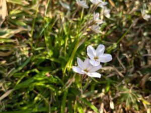 ハナニラ　梅窓院