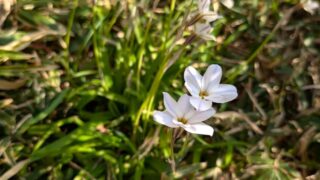 ハナニラ　梅窓院