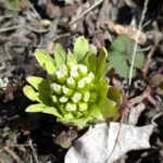 フキノトウ　２０２６年３月下旬