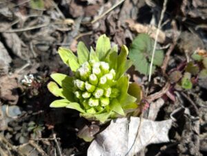 フキノトウ 2026年3月下旬