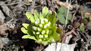 フキノトウ　２０２６年３月下旬