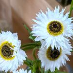 ローダンセ・ピエロ・ホワイト