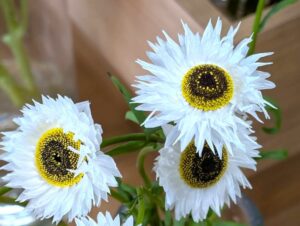 ローダンセ・ピエロ・ホワイト