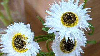 ローダンセ・ピエロ・ホワイト