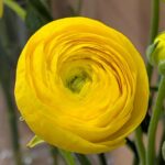 黄色いラナンキュラス　２０２６３月