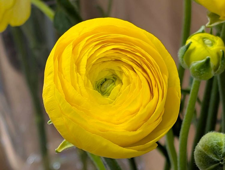 黄色いラナンキュラス　２０２６３月