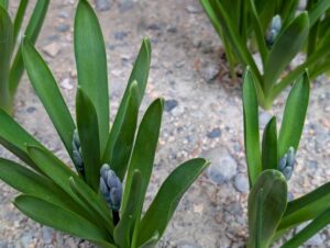 ヒヤシンス2 2026年3月末