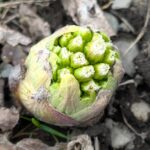 フキノトウ　咲き始め　　２０２６年