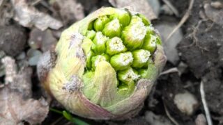 フキノトウ　咲き始め　　２０２６年