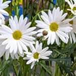 マーガレット (2)