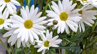 マーガレット (2)