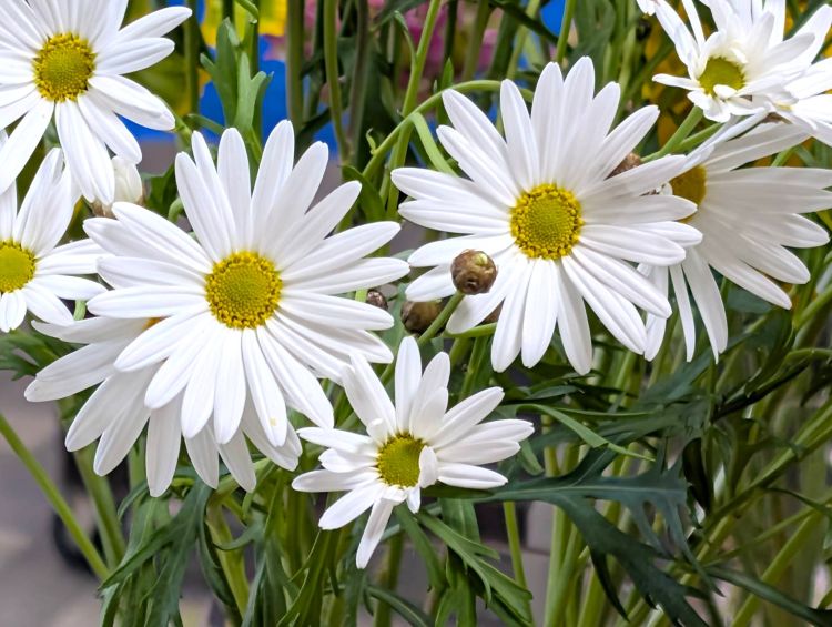 マーガレット (2)