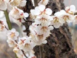 2026年3月末の我が家の小梅の花