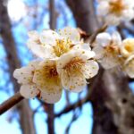 梅の花　我が家の庭