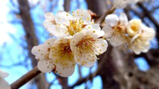 梅の花　我が家の庭