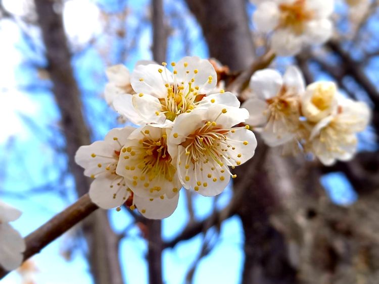 梅の花 我が家の庭