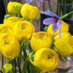 黄色いラナンキュラス