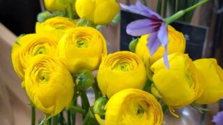 黄色いラナンキュラス