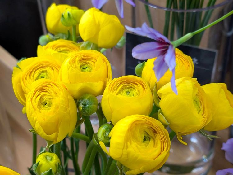 黄色いラナンキュラス