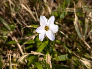 ハナニラ２　梅窓院