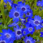 青いシネラリア