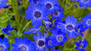 青いシネラリア